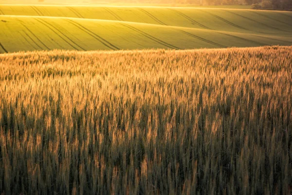 Východ Slunce Nad Zvlněné Kopce České Moravy Léto — Stock fotografie