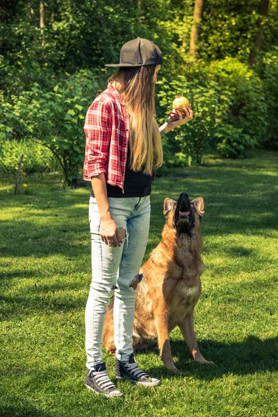 Obediencia Sesión Entrenamiento Perros Jardín Casa —  Fotos de Stock