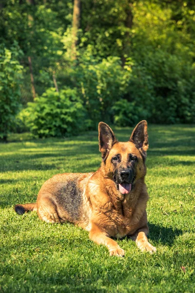 Cane Pastore Tedesco Sdraiato Sull Erba — Foto Stock