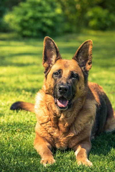 Perro Pastor Alemán Acostado Hierba — Foto de Stock