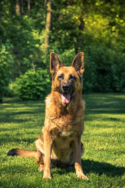 Owczarek Niemiecki Pies Ustanawiające Trawie — Zdjęcie stockowe
