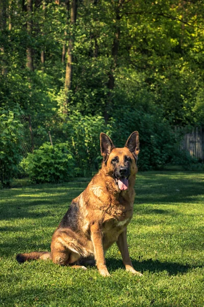 Perro Pastor Alemán Sentado Hierba Retrato Cuerpo Completo — Foto de Stock