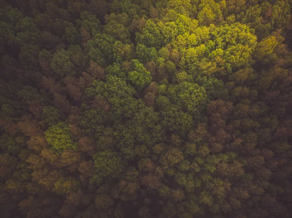 Getöntes Luftbild Des Wilden Waldes — Stockfoto