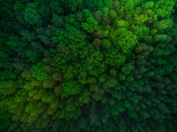 Alberi Colorati Nella Foresta Primaverile Top Aerea — Foto Stock