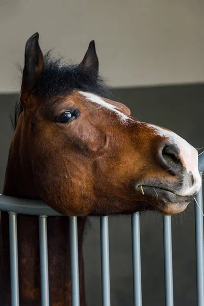 Perfil Cabeça Cavalo Atirar Portão Estável — Fotografia de Stock