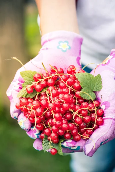 Female Hands Holding Fresh Redcurrant Fruits Garden — Stock Photo, Image