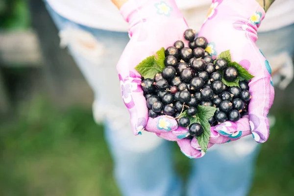 Holding taze blackcurrant meyve bahçesinde eller kadın. Yaşam tarzı, hobi faaliyetleri.