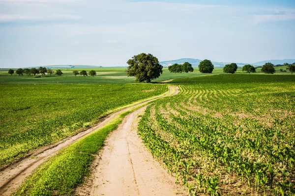 Country Side Road Rural Fields Trees — Stock Photo, Image