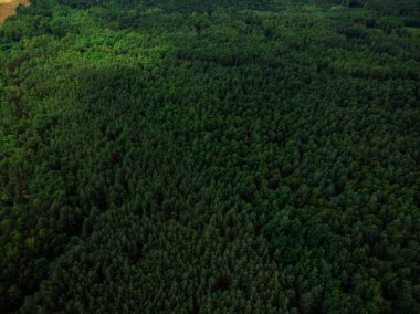Herdem yeşil orman üzerinden hava dron görünüm