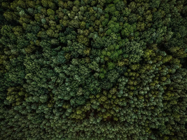 Vista Aérea Del Dron Sobre Bosque Siempreverde —  Fotos de Stock