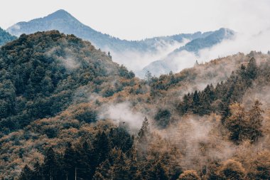 İğne yapraklı ağaçlar orman veya woodlands adlı Güz. Sonbahar renkleri, değişim ve hava kavramı sezon.