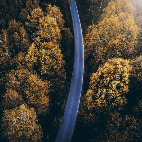 Осенние Цвета Хвойных Лесах Вид Сверху Вниз Дрона — стоковое фото
