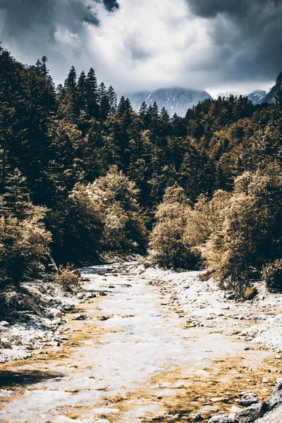 Foglie Autunnali Sugli Alberi Lungo Fiume Soca Slovenia Stagione Autunnale — Foto Stock