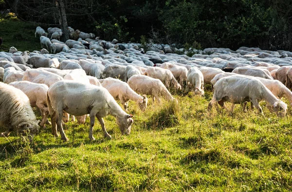 Schapen Grazen Gras — Stockfoto