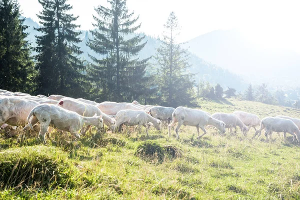 Traditional Sheep Pasture Grazing Poland — Stock Photo, Image