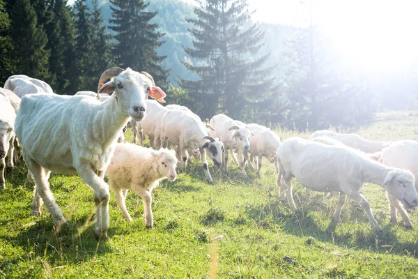 Traditionele Schapen Weiden Poolse Pieniny Bergen Bereik — Stockfoto