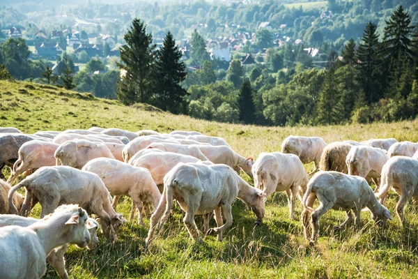 Schapen Weiden Hooggebergte Bereik Zomertijd — Stockfoto