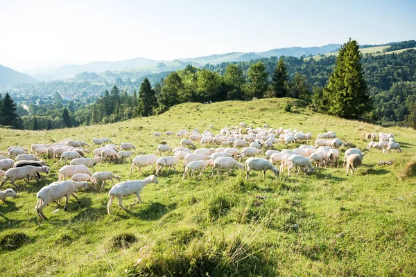 Pastagem Ovelhas Altas Montanhas Variam Hora Verão — Fotografia de Stock