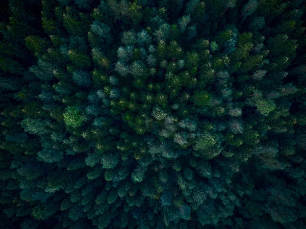 Vista Aérea Arriba Hacia Abajo Sobre Densos Árboles Forestales —  Fotos de Stock