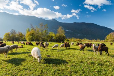 Güneşli bir günde dağda otlayan koyun yeşil çimen.