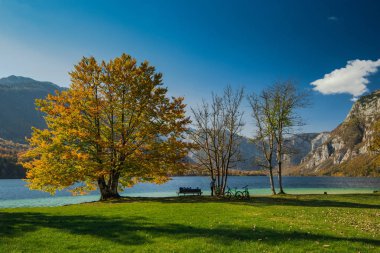 Slovenya lake Bohijn renkli sonbahar ağacı.