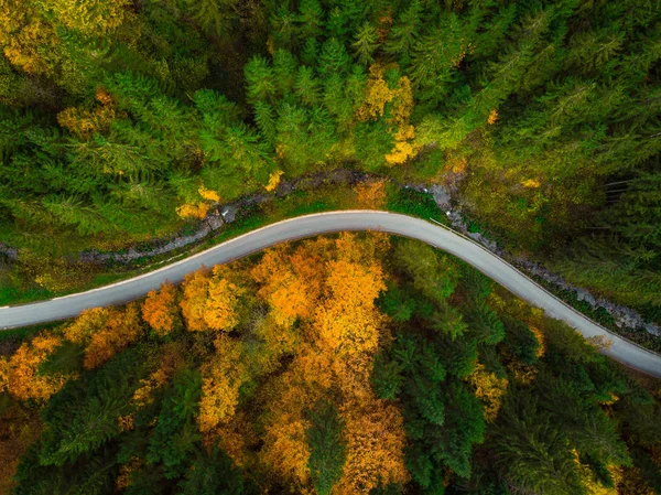 Herbstlicher Wald Drohnenblick Von Oben — Stockfoto