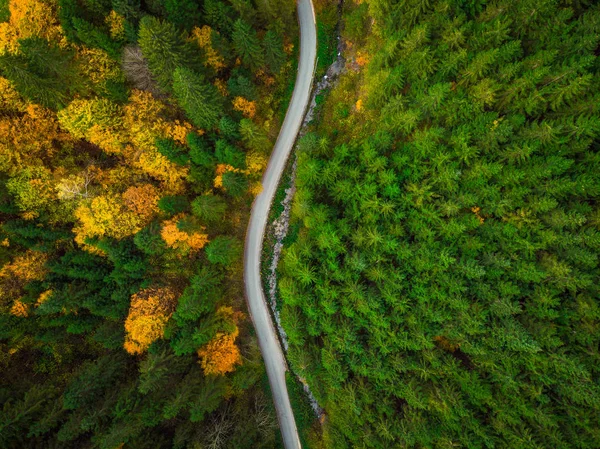 トップダウンのドローン巻き道谷秋の森林観 — ストック写真