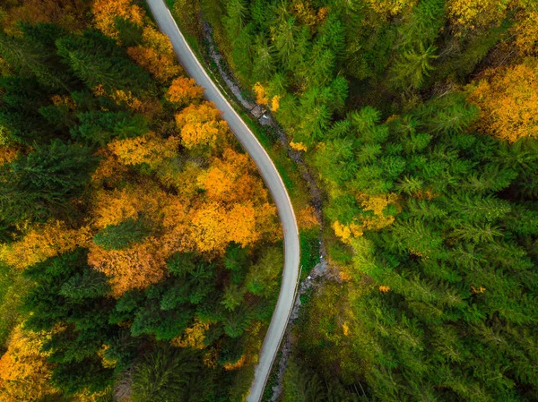 トップダウンのドローン巻き道谷秋の森林観 — ストック写真