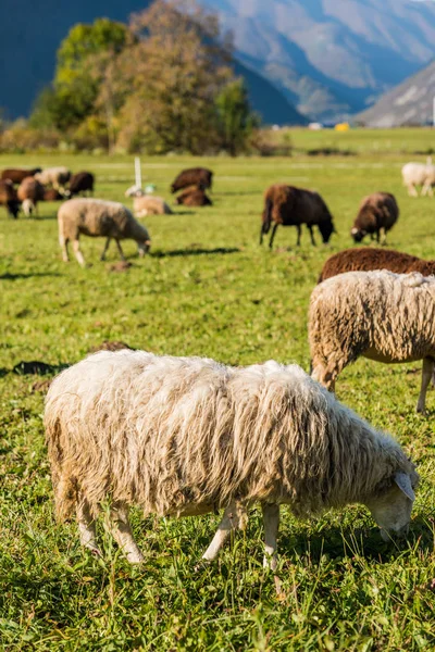 Traditionele Schapen Weiden Bergen Van Julische Alpen Gras — Stockfoto