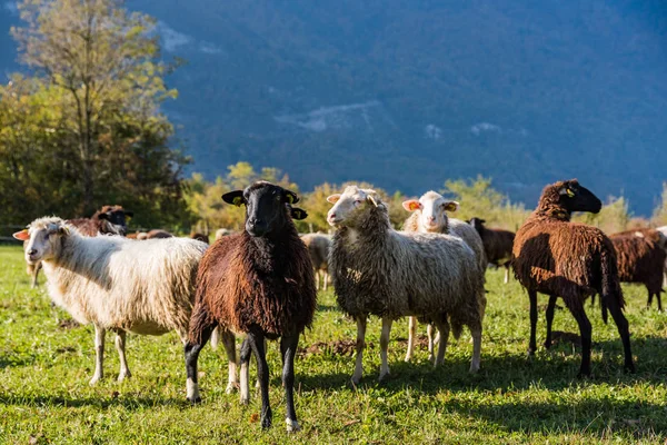 Sheeps Weiland Groen Gras — Stockfoto