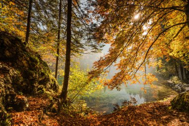 Sıcak güneşli gün sihirli atumn renklere.