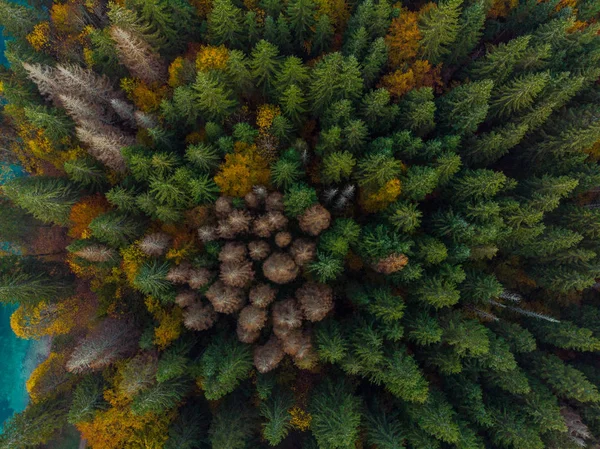 Von Oben Nach Unten Luftaufnahme Über Bunten Wald — Stockfoto