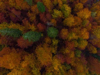 Yukarıdan aşağıya renkli orman üzerinde havadan görünümü.