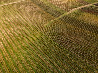 Bir bağ hills Peyzaj Sonbahar havadan görünümü.