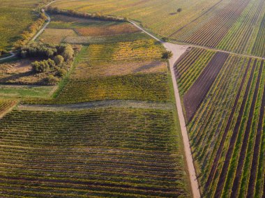 Üzüm bağları, dron görünümü kırsal kırsal manzara.