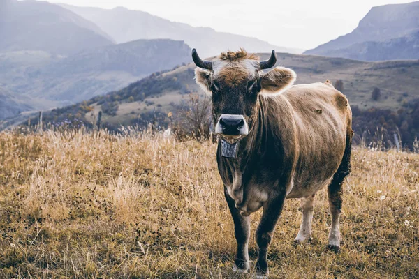 Sonbaharda, Bosna-Hersek açık otlatma mutlu inek.