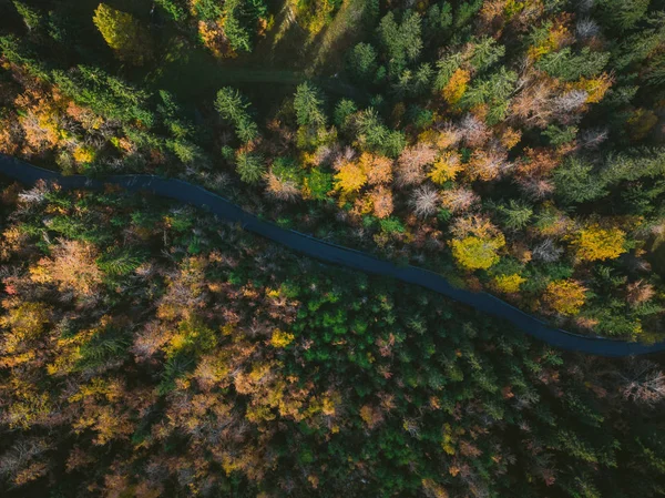 Renkli orman ve virajlı yol, yukarıdan hava dron görünümü.