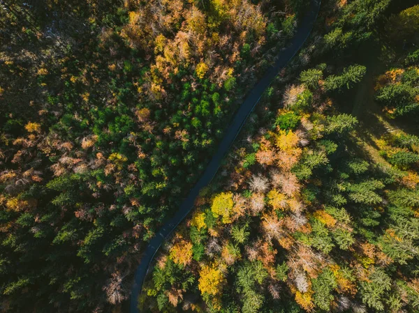 Sonbahar yaprakları ormanlık ve dolambaçlı yol, dron havadan görünümü.