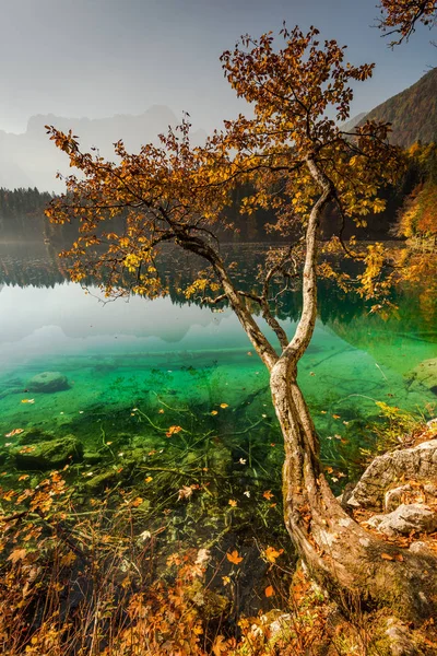 イタリアの Fusine 湖の上の孤独な秋木 — ストック写真