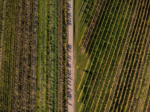 Wiejskiej Drodze Winnicach Drone Widok Góry — Zdjęcie stockowe