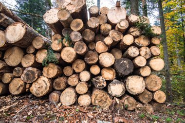 Ahşap hasat. Bir sürü yerde orman içinde yatan günlükleri.