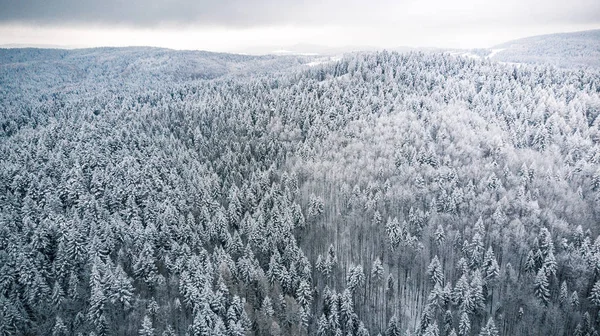 Δασικές Πευκοδάσος Μετά Από Χιονοπτώσεις Χειμώνας Από Ψηλά — Φωτογραφία Αρχείου