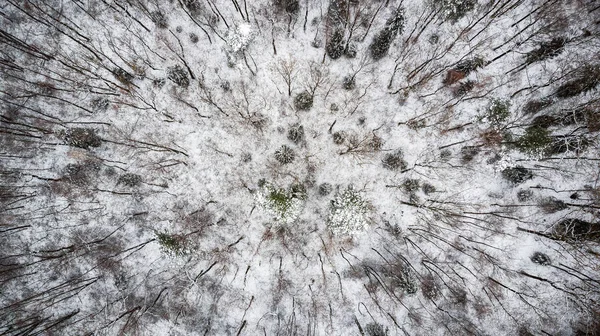 Árvores Cobertas Neve Floresta Vista Aérea Estação Inverno — Fotografia de Stock