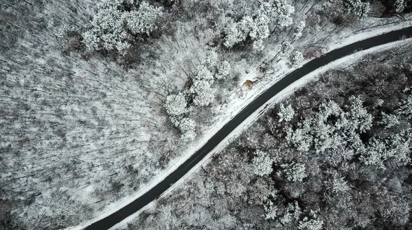 Kırsal yolda kış wondeland, dron havadan görünümü.