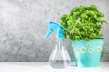 Mutfak tezgahında pot büyüyen taze fesleğen