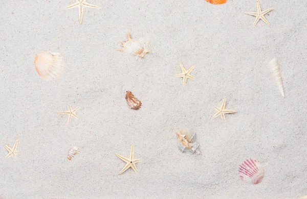 Sea shells and starfish on white sand — Stock Photo, Image