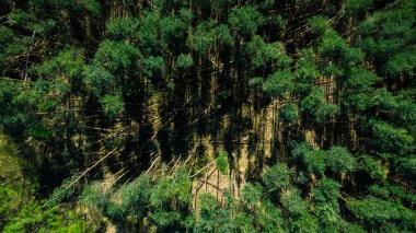 Ormandaki devrilen ağaçlar, havadan insansız hava aracı görünümü