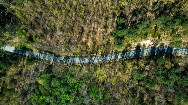 Route en forêt, ombres longues, vue aérienne du haut vers le bas — Photo