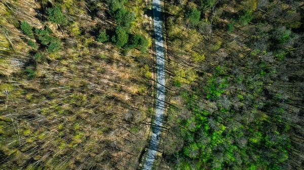 Straße durch Wald, Bäume mit langen Schatten — Stockfoto