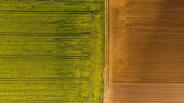 Champs de colza jaune et sol labouré, vue aérienne sur drone — Photo